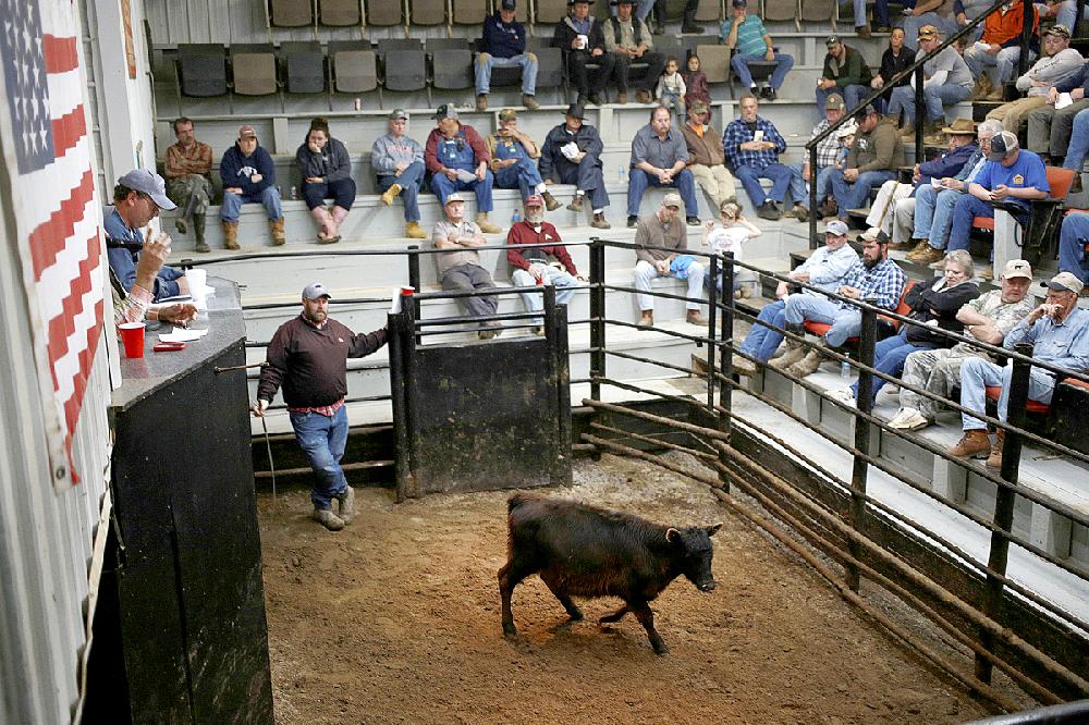 guthrie livestock auction