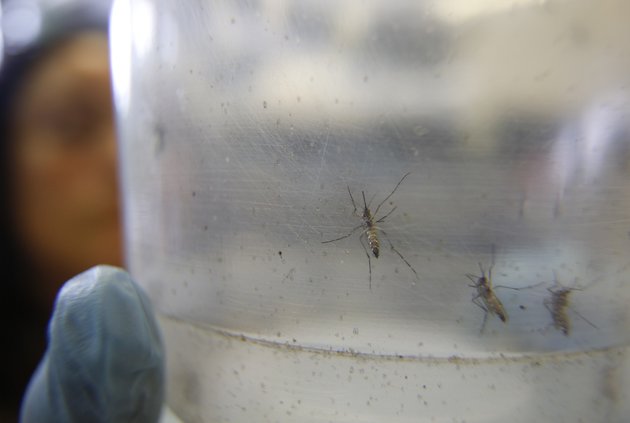 a-researcher-holds-a-container-with-female-aedes-aegypti-mosquitoes-at-the-biomedical-sciences-institute-in-the-sao-paulos-university-in-sao-paulo-brazil-monday-jan-18-2016-the-aedes-aegypti-is-a-vector-for-transmitting-the-zika-virus-ap-photoandre-penner