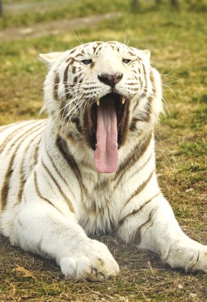 Joella, white tiger, yawns as she settles down in her habitat at Turpentine Creek Wildlife Refuge in Eureka Springs. She purred as she interacted with visitors early this month, which was her friendly sound, said Tanya Smith, president and founder of Turpentine Creek Wildlife Rescue near Eureka Springs. While watching the visitors, she mistakenly bumped into her blue barrel and turned to pounce her enrichment toy. “She’s a pretty mischevious girl,” Smith said.