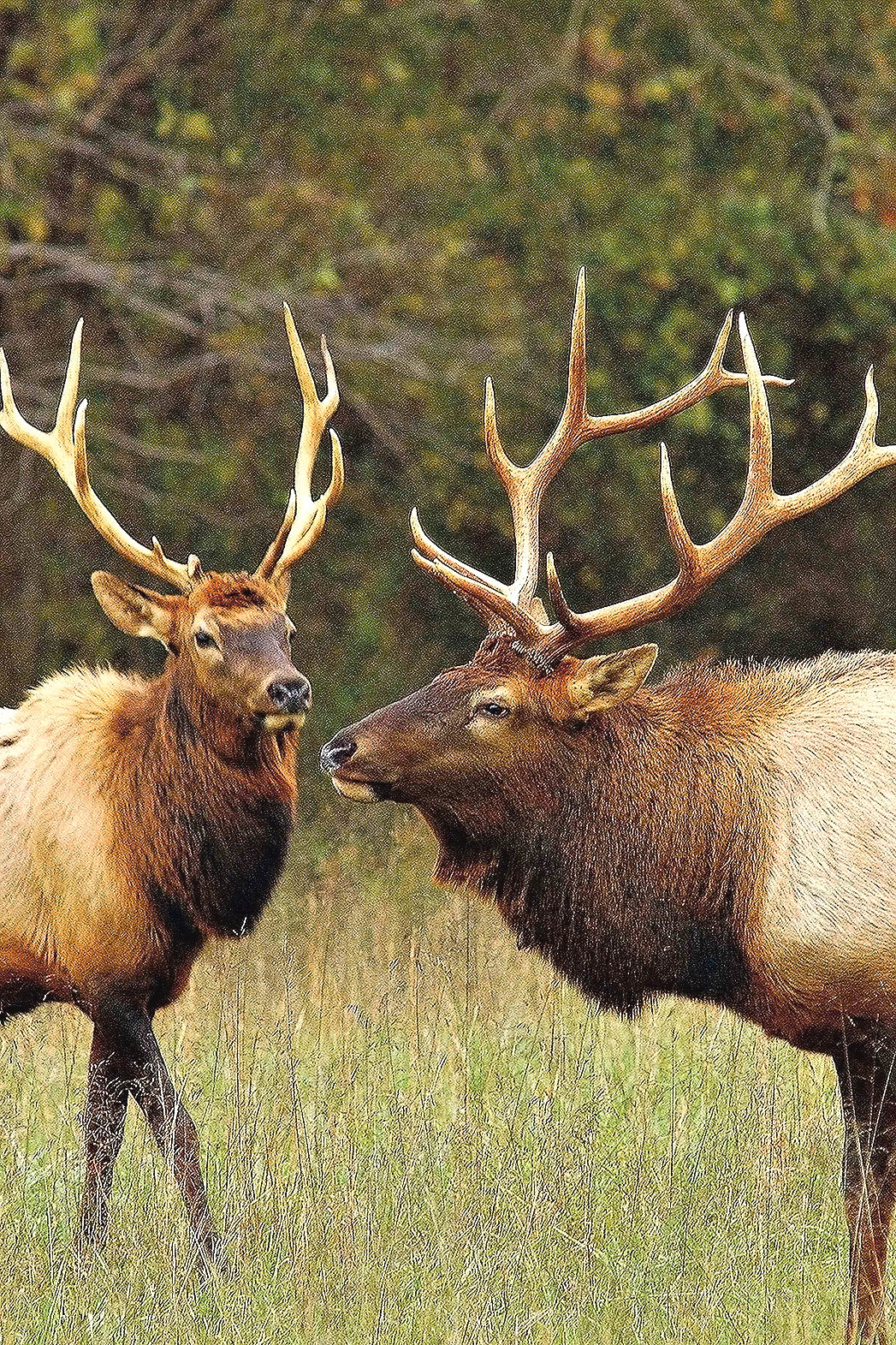 The Buffalo River Elk Festival this weekend in Jasper is