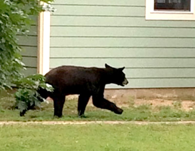 PHOTO: Black bear captured in Siloam Springs, moved to forest | NWADG