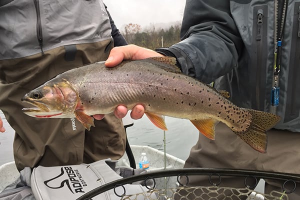 How volunteers changed the future of trout in Arkansas rivers