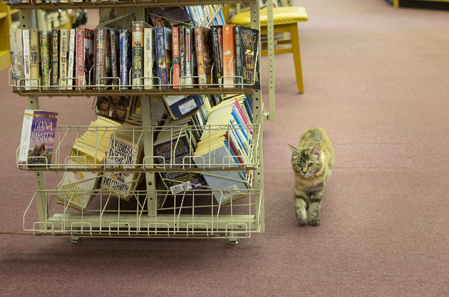 Cat Evicted From Arkansas Library