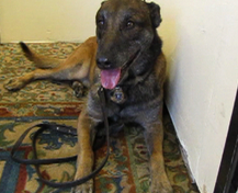Police K-9 honored at Sheriff's Office awards