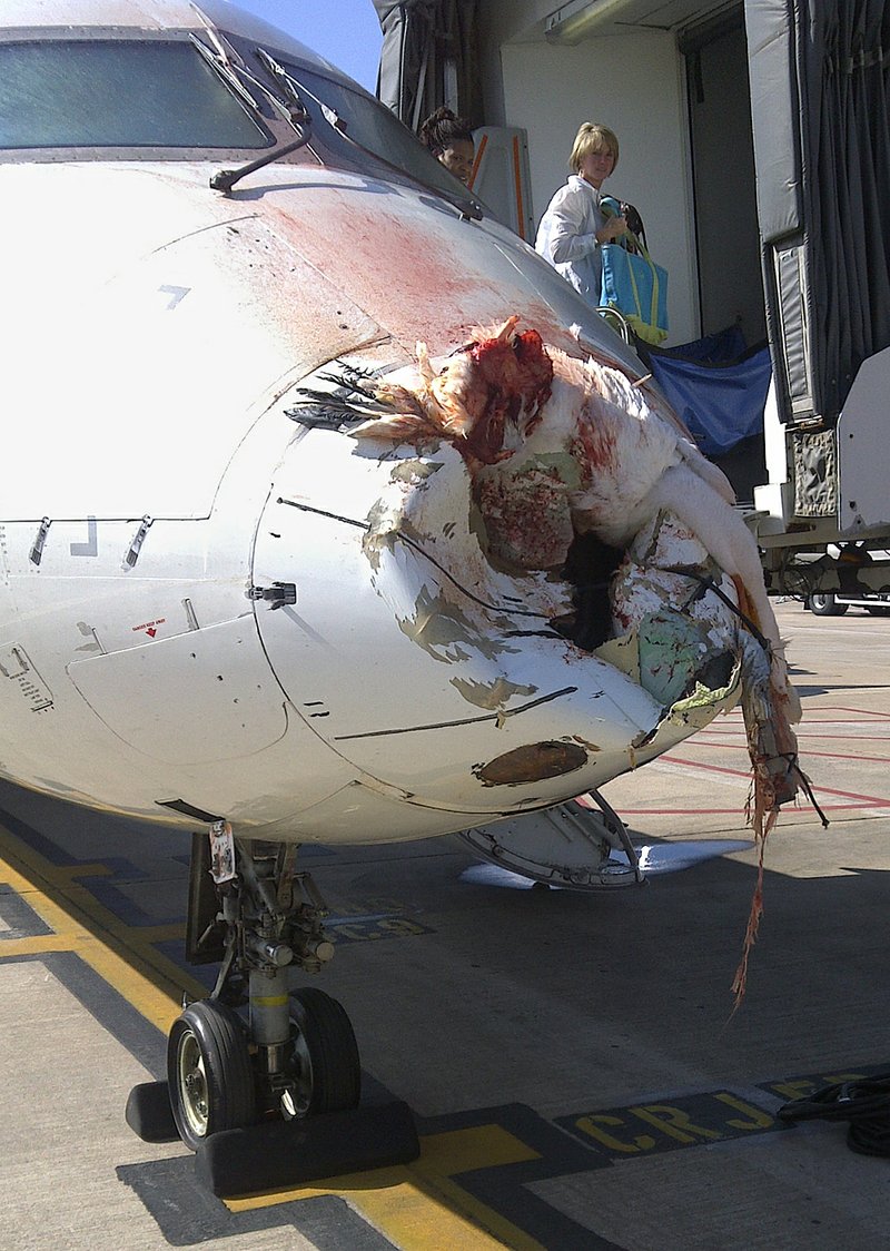 bird-battered-delta-flight-lands-safely-at-lr-airport