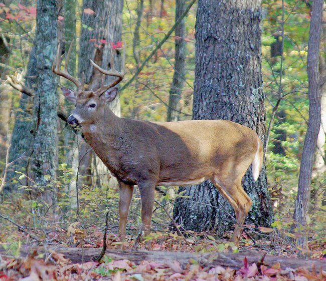 Deer Movement Chart Arkansas