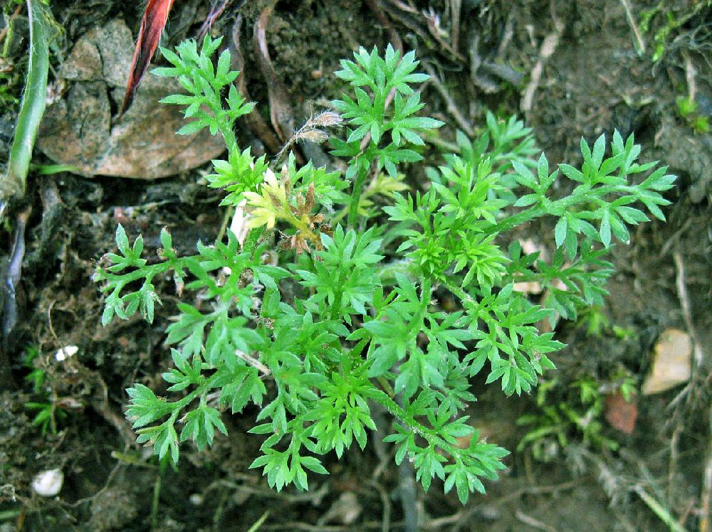 Spurweed . soliva pterosperma Photo by John Boyd