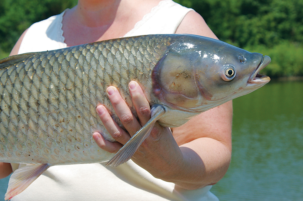 So-called trash fish can be tremendous fighters