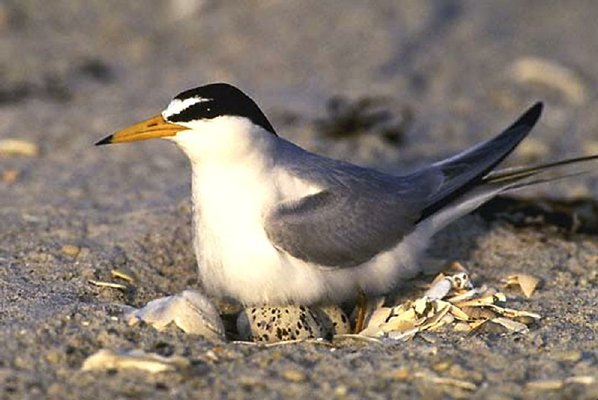 Endangered birds found dead on island | NWADG