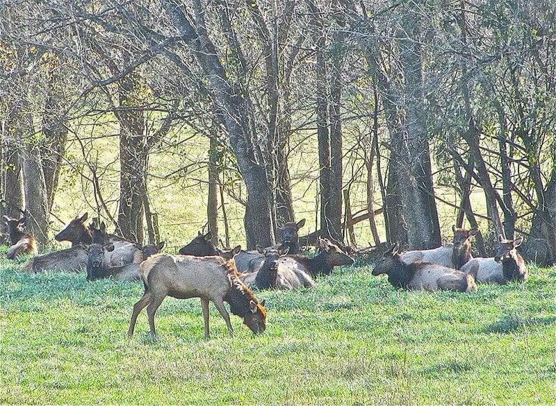 Along the Buffalo is where Arkansas elk roam