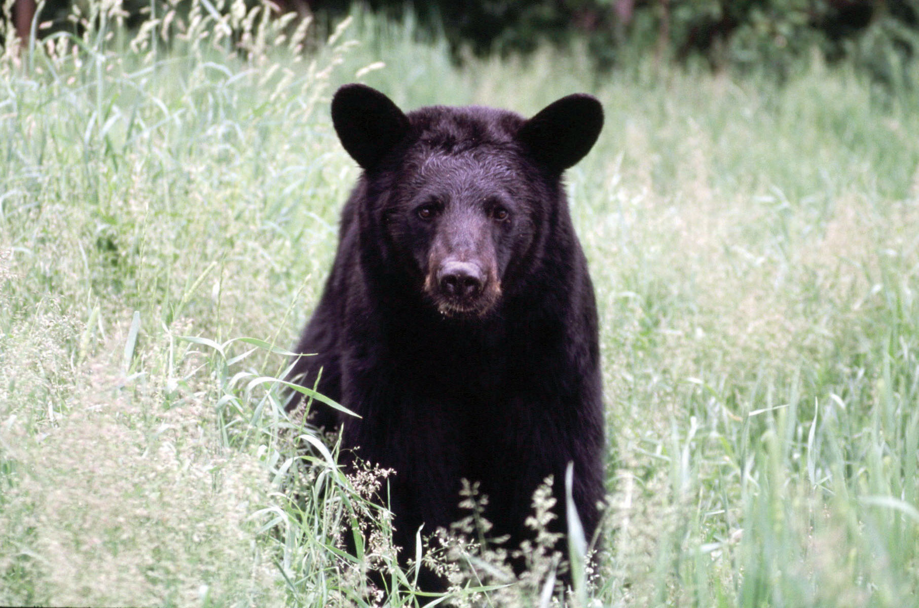 Meeting Arkansas’ black bears, state’s history