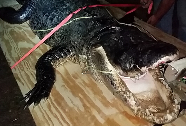 Photos: Nearly 14-foot Alligator Taken During 1st Segment Of Season