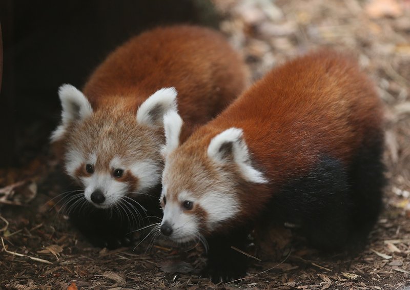 Zoo names baby red pandas after famous historical figures