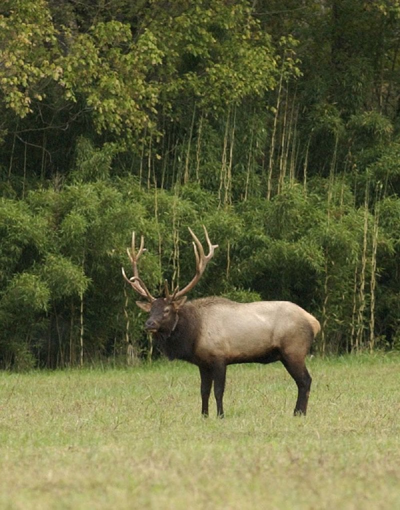 Chronic Wasting Disease Reported In Elk In Arkansas