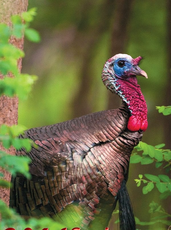 Missouri turkey outlook good for spring hunting