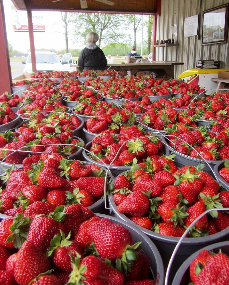 Cabot festival celebrates succulent strawberries