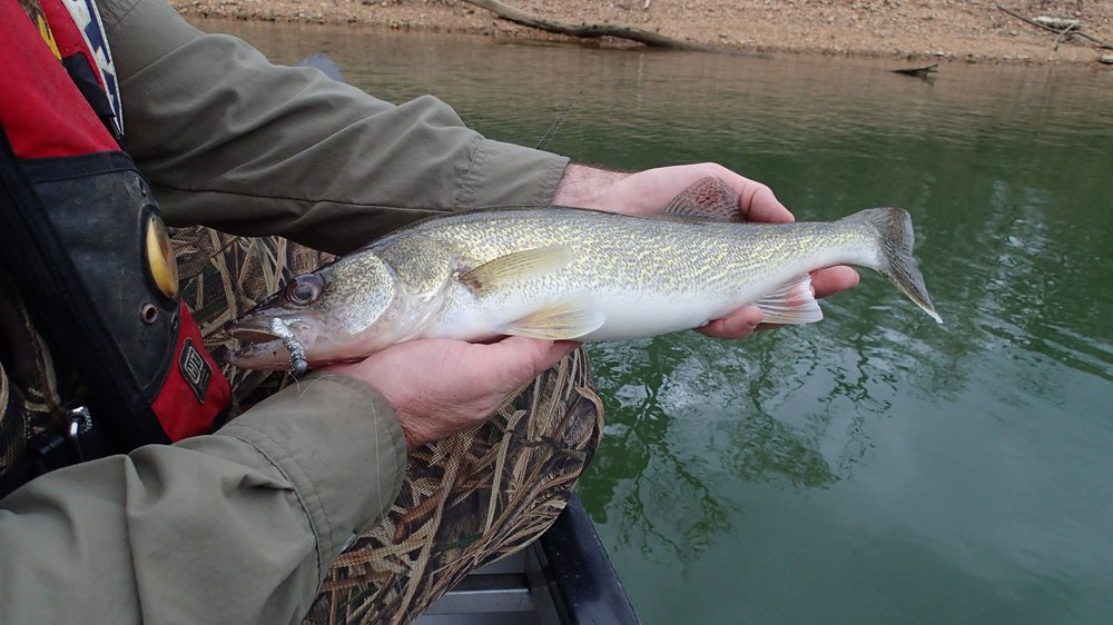 Canoe is right for creek-arm crappie at Beaver Lake