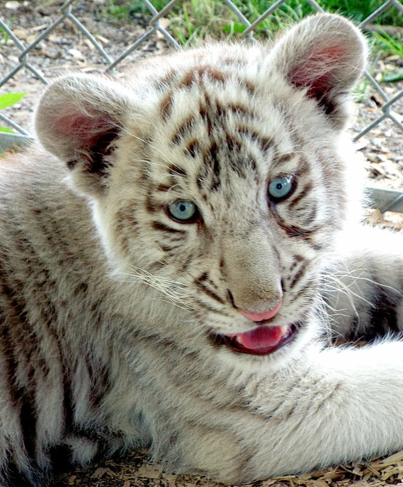 White tiger cub and wolf pups in Safari's petting zoo