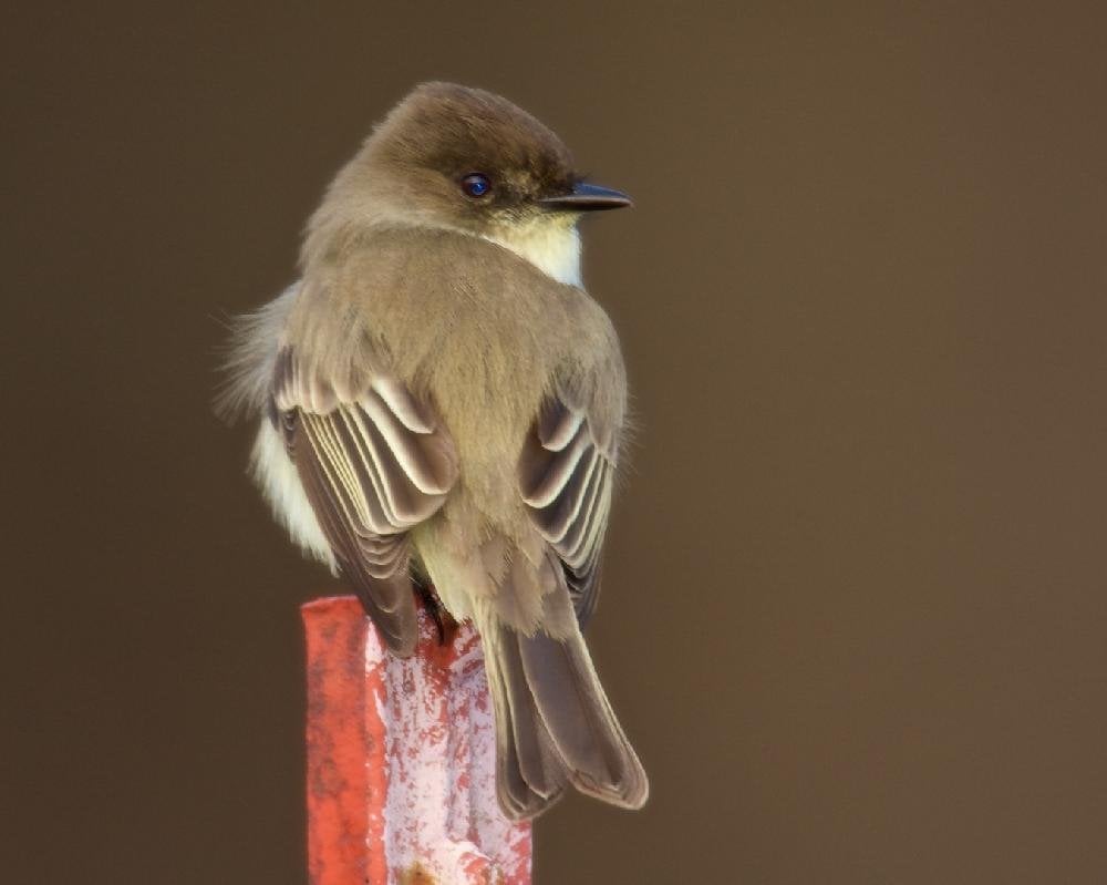 North America has big flycatcher family