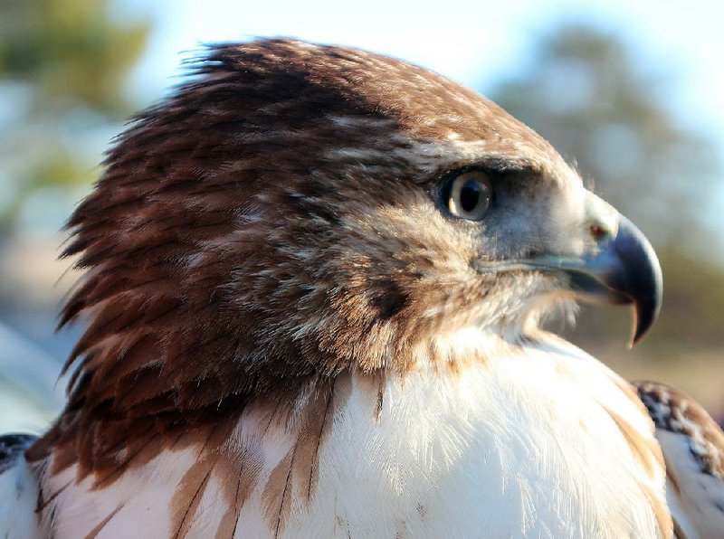 Hunters In The Sky In Bout Of Falconry Fever Hawking