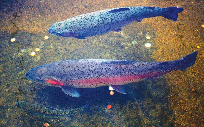 Saskatchewan Fish Hatcheries