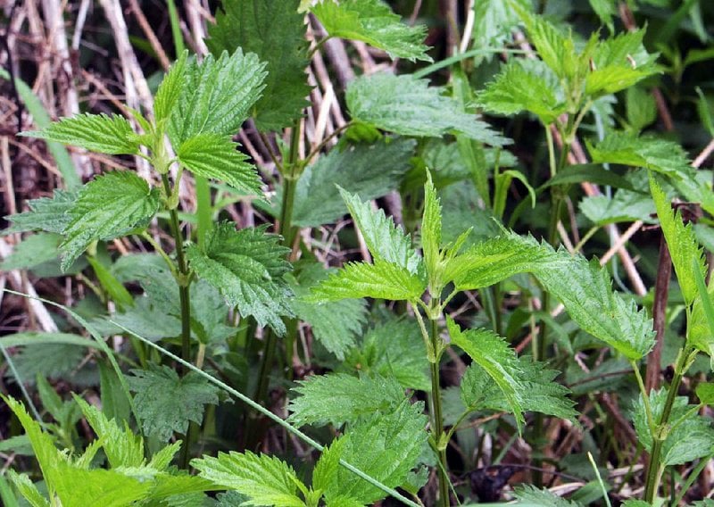 Eat stinging nettle to rid garden of it