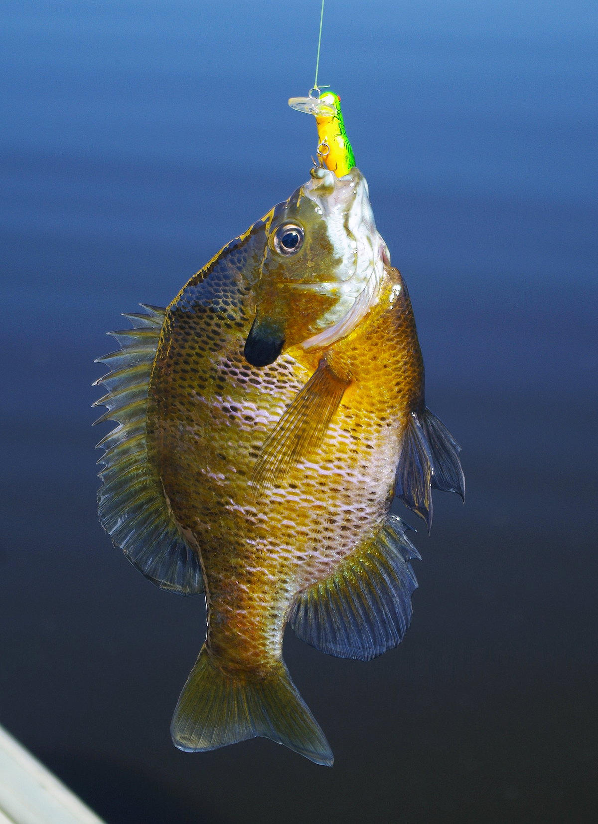 Tips for catching lilypad bluegills