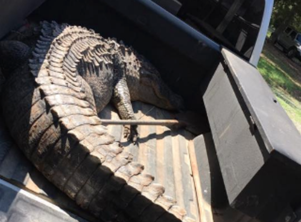 PHOTOS, VIDEO: Nearly 12-foot-long alligator killed in Arkansas creek ...