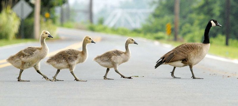 canada goose 10k