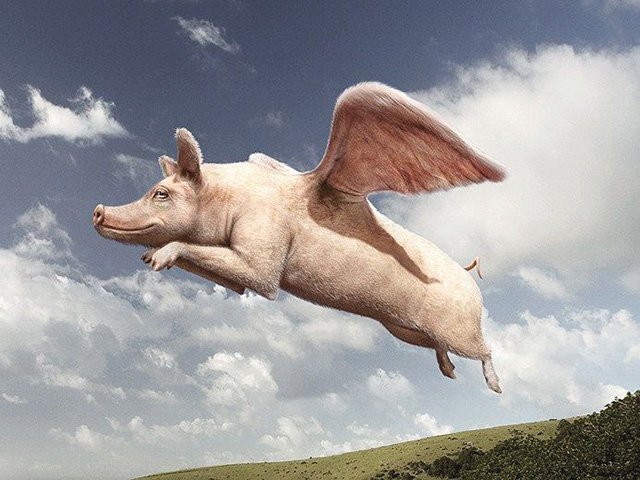 Image result for pigs flying