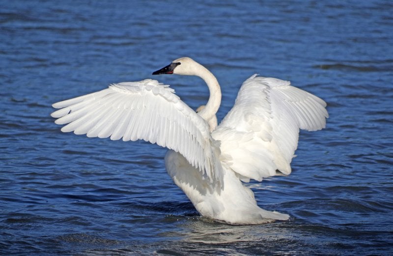 Image result for trumpeter swan