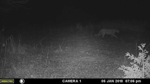 PHOTO: Agency confirms mountain lion spotted in Arkansas