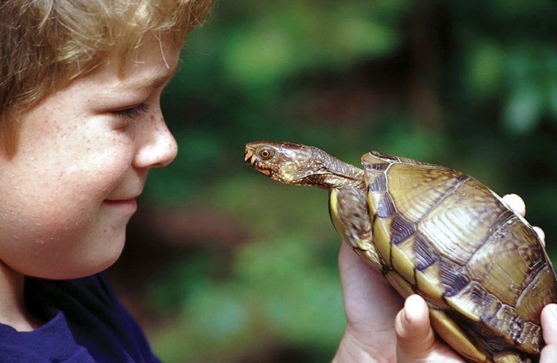 What Are 5 Interesting Facts About Box Turtles