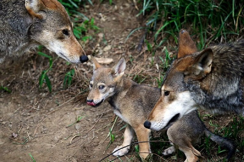 red-wolf-breeding-center-under-consideration-at-arkansas-state