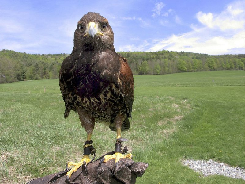 Falcons Attract Tourists