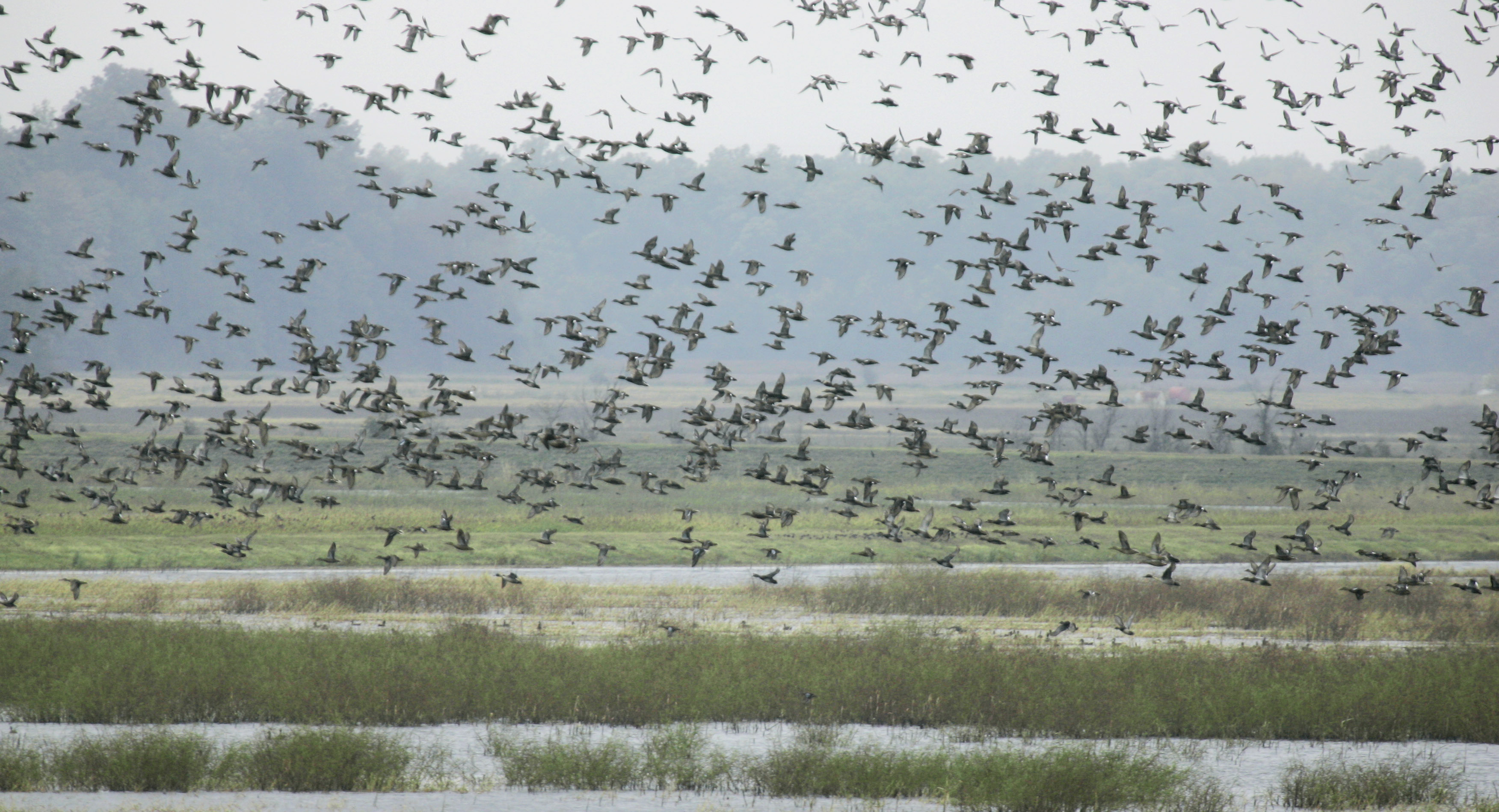 Arkansas Game And Fish Commission Proposes WMA Duck Hunting Rule NWADG