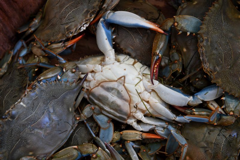 Seafood purveyor admits foreign crab sold as U.S.-caught