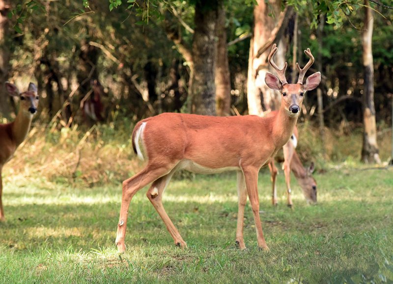 Nwa Democrat Gazette Flip Putthoff A Buck S Antlers Are Ered In Velvet During Summer And Early Fall The Brings Food To As They Grow