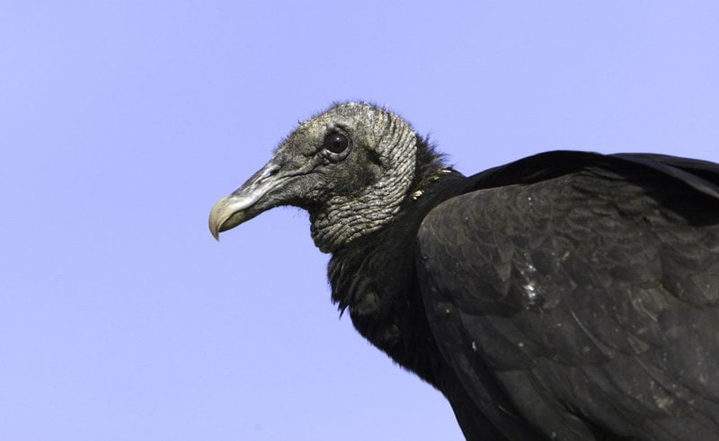 Black vultures attacking calves across Midwest