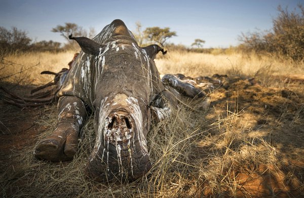 Rhino poacher killed by elephant and eaten by lions