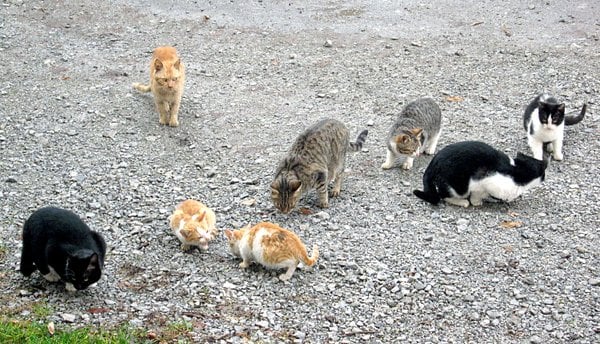 download feeding feral cats for free
