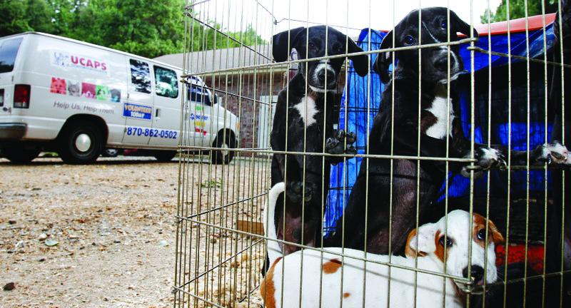 Ucaps Shelter Accepting Animals On Case-by-case Basis