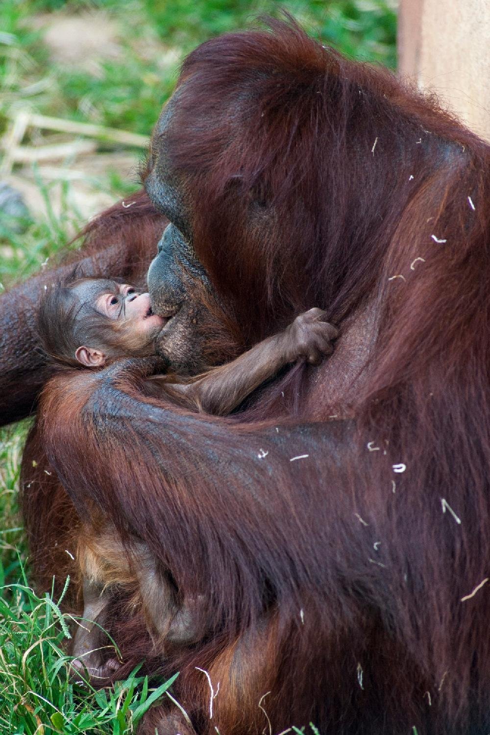  New baby orangutan  at Little Rock Zoo