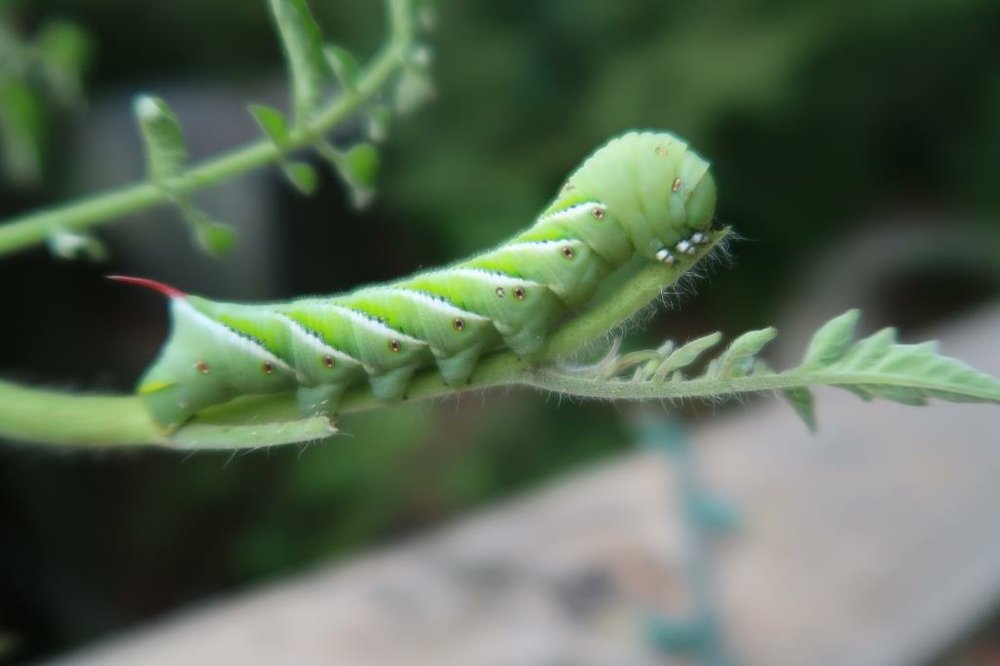 Hornworms are back