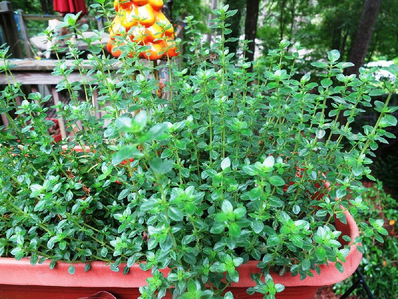 In The Garden Thyme A Disappointment For Planter