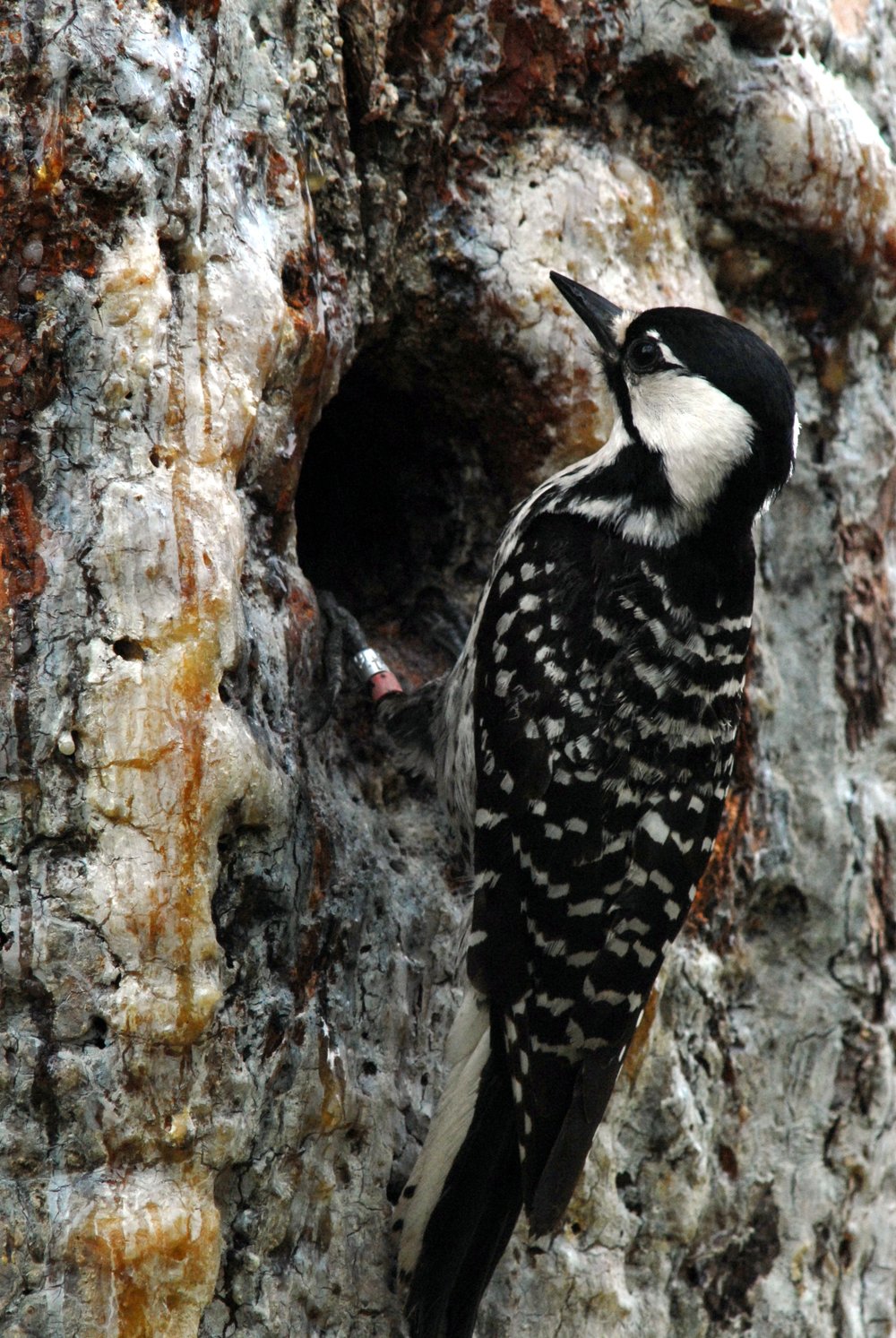 This endangered red-cockaded woodpecker is feeding young at the nest, in a cavity of a longleaf pine in Georgia. Active management and restoration of longleaf forests can help recover this species.(John Maxwell for U.S. Fish and Wildlife Service (CC BY 2.0))