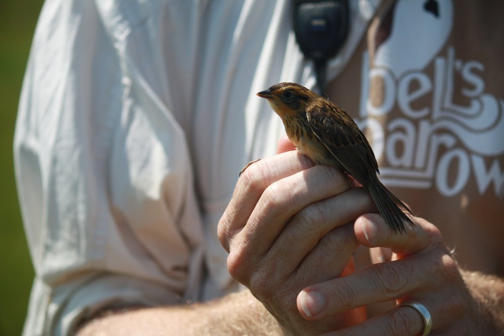 Salt marsh sparrow Professor Chris Elphick, of University of Connecticut, holds a female saltmarsh sparrow after she was banded by his student assistants. (U.S. Fish and Wildlife Service/Charlotte Murtishaw)