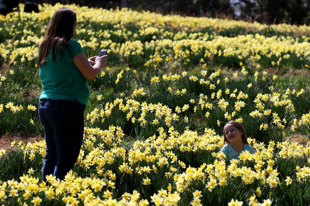 PHOTOS: Wye Mountain Daffodil Festival