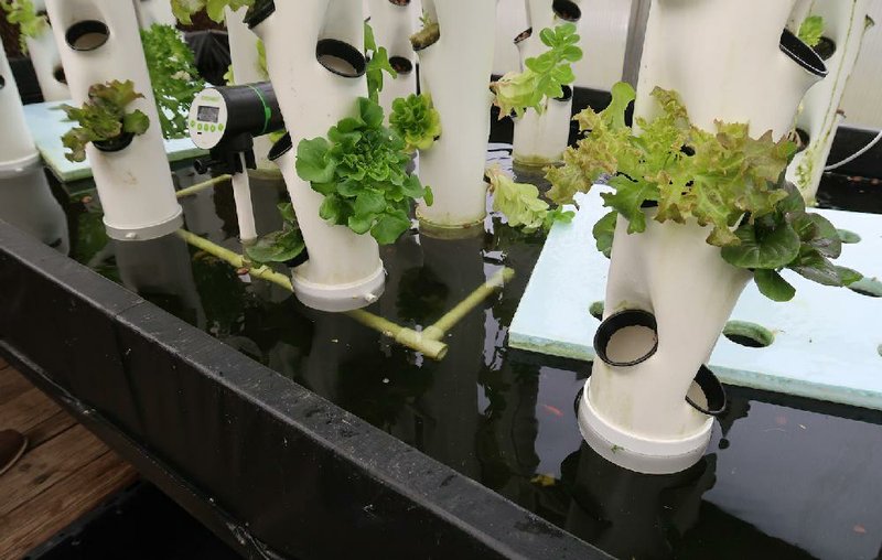 Vertical Growth Arkansan S Hydroponic Towers Make Gardening More