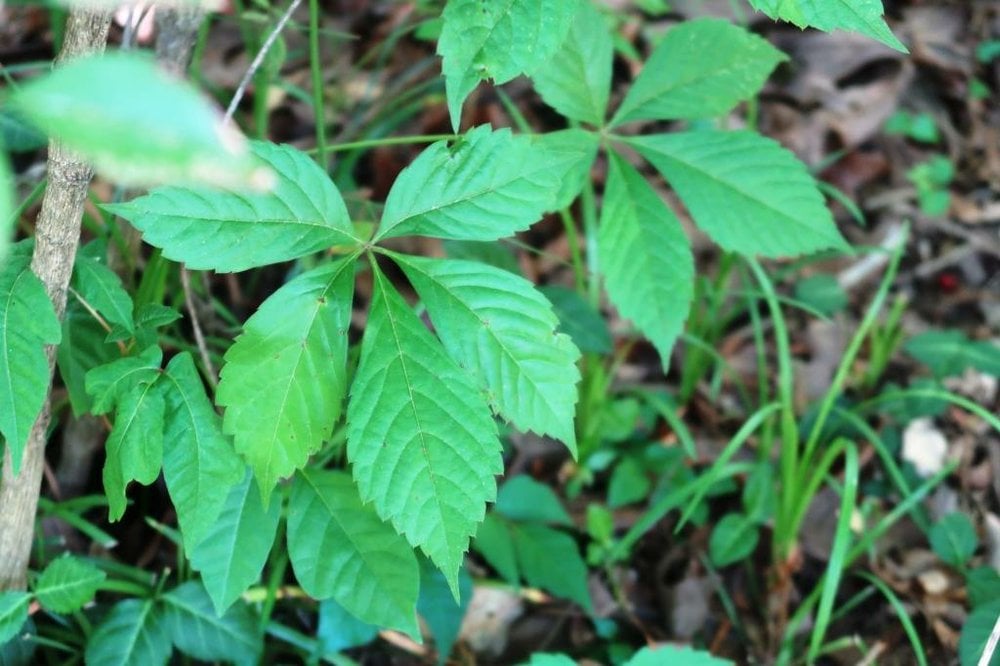 Most obnoxious plants